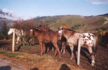 Les chevaux du ranch Les Pionniers